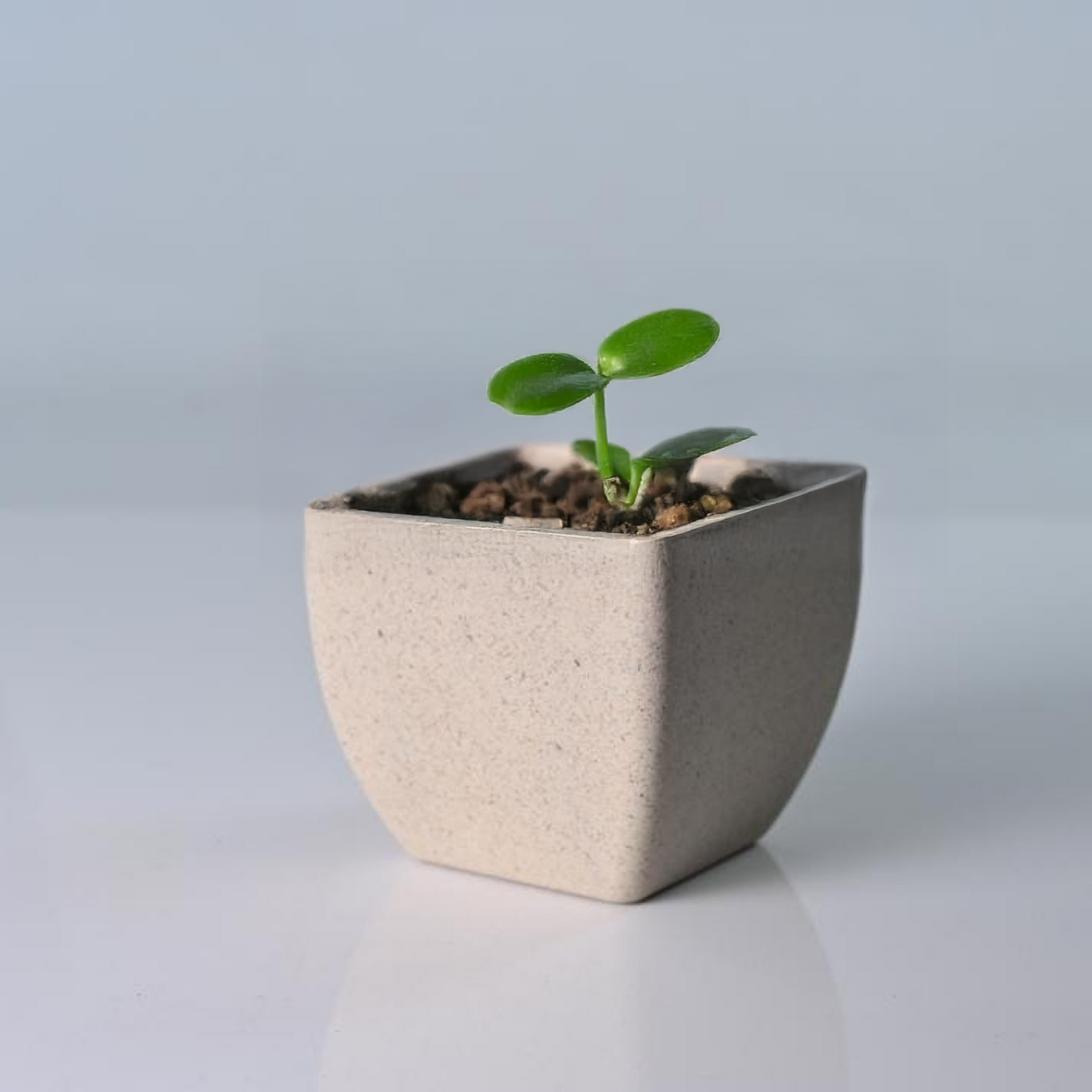 Le by Mecraaz Eco-friendly Rice Husk Planter | Off White